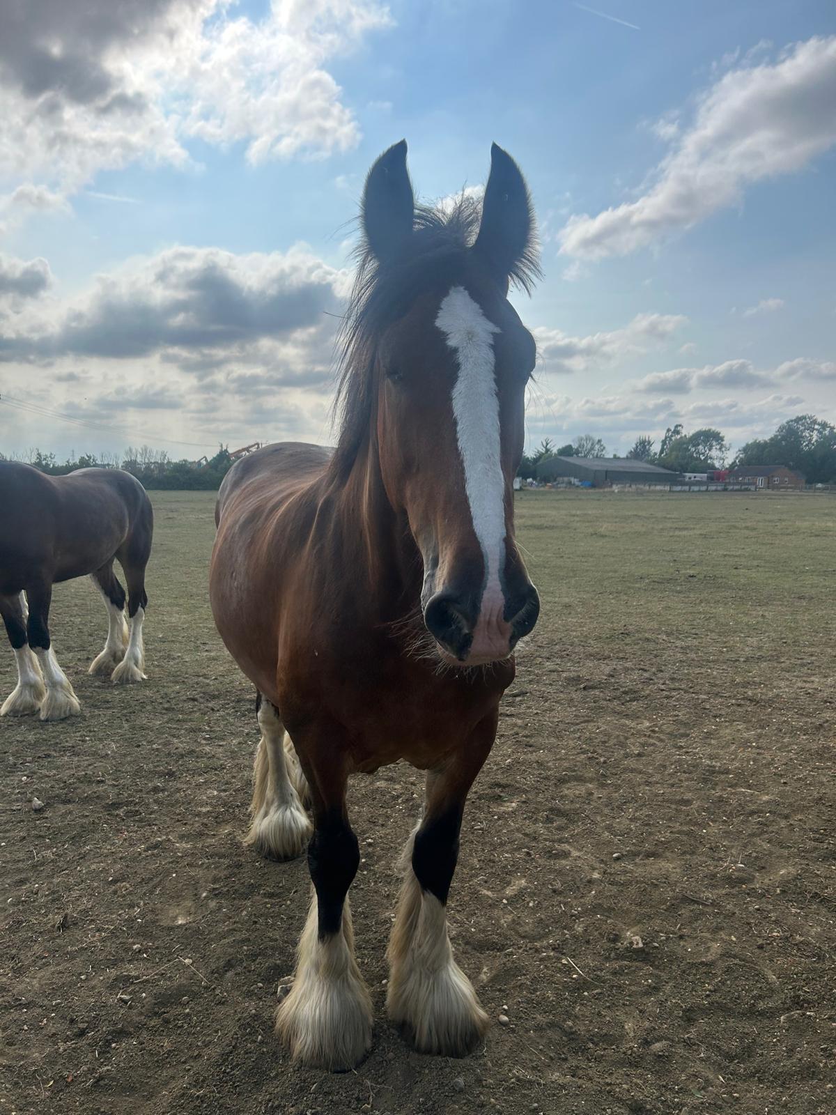 Waldburg Shire Horse